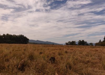 ViralReads-Jim-Corbett-Grassland-Landscape-1