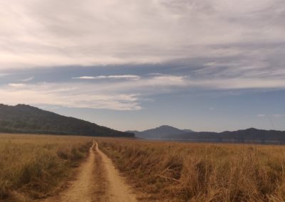 ViralReads-Jim-Corbett-Grassland-Landscape-3