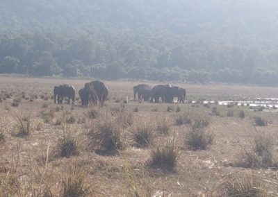 ViralReads-Jim-Corbett-Grassland-Landscape-7