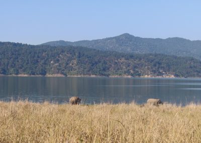 ViralReads-Jim-Corbett-Grassland-Landscape-9