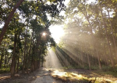 ViralReads-Jim-Corbett-Landscapes-2