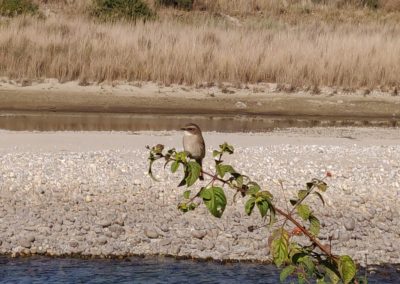 ViralReads-Jim-Corbett-Landscapes-3