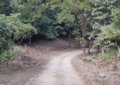 ViralReads-Jim-Corbett-Road-Landscape-2
