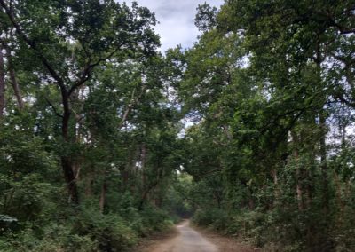 ViralReads-Jim-Corbett-Road-Landscape-3