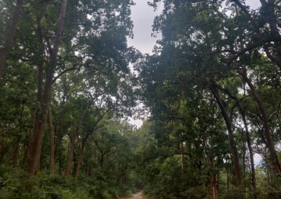 ViralReads-Jim-Corbett-Road-Landscape-6