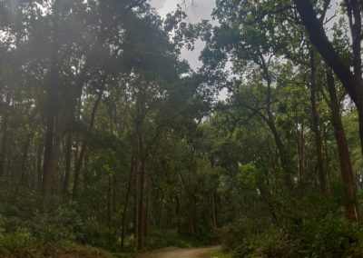 ViralReads-Jim-Corbett-Road-Landscape-7