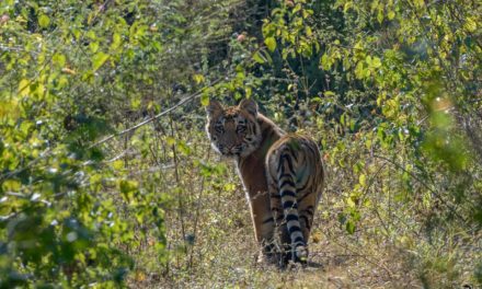 My Travel Experience at Jim Corbett National Park